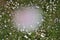 Beautiful top view of lots of small single low growing chamomile Mayweed flowers visible through blurred cherry blossom, Dublin