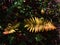 Beautiful top view of two discolored fern leaves with yellow and red colors partly illuminated by the sunlight in autumn.