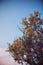 Beautiful top of a yellowing tree with autumn colors