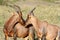 Beautiful Topi antelopes in courtship