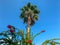Beautiful tops of palm trees against the blue sky decorative plants heavenly landscaping in a hotel in a warm tropical oriental