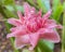 Beautiful torch ginger flower