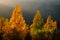 Beautiful torch-like trees at sunset in Carpathians