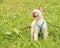 Beautiful tortie point Siamese kitten in a blue harness