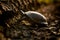 Beautiful tortoise that crawls on the ground.