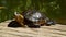 Beautiful tortoise relaxing on the sun botanical garden