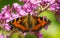 A beautiful Tortoiseshell Butterfly feeding on a flower