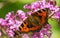 A beautiful Tortoiseshell Butterfly feeding on a flower