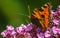 A beautiful Tortoiseshell Butterfly feeding on a flower