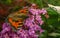 A beautiful Tortoiseshell Butterfly feeding on a flower