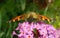A beautiful Tortoiseshell Butterfly feeding on a flower