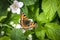 Beautiful Tortoiseshell butterfly with open wings