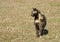 Beautiful tortoiseshell cat on early spring grass