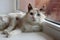 Beautiful tortoiseshell fluffy cat with blue eyes lying near to a window