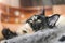 Beautiful tortoiseshell Maine Coon cat, close-up