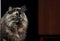 A beautiful  tortoiseshell norwegian forest cat femalewith alert expression