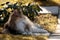 A beautiful tortoiseshell norwegian forest cat in garden