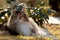 A beautiful tortoiseshell norwegian forest cat lying in garden