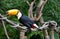 Beautiful toucan