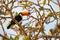 A beautiful toucan bird on a tree branch background