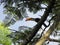 A beautiful toucan high up in a tree