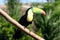 Beautiful toucan standing in a tree