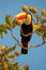 Beautiful toucan on a tree branch eating fruits