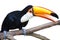 Beautiful Toucan on White Background