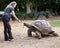 Beautiful tourist woman feeds a turtle