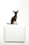 Beautiful toy terrier sitting on white leather footstool