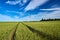 Beautiful track in the green feild and blue sky above