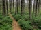 Beautiful Trail Through Pine Trees in New Hampshire, USA