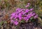 Beautiful trailing ice plant flowers and green lush bushes growing peacefully on a mountain or hill. Large area of