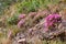 Beautiful Trailing Ice plants and green lush bushes growing peacefully on a mountain in Cape Town. Large area of