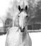 Beautiful Trakehner horse