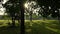 Beautiful and tranquil park with trees and long shadows