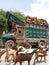 Beautiful transport truck full of wood near goats crossing street