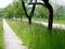Beautiful tree alley with country road and bike path