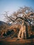 Beautiful tree Baobab near Epupa falls in North Namibia