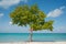 Beautiful tree at the beach near ocean with i love Gulhi sign