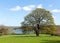 Beautiful tree Blagdon Lake Somerset England UK south of Bristol