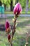 Beautiful tree blossoming pink magnolia