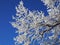 Beautiful tree branches covered with snow against the blue sky on a bright Sunny winter day