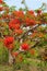 Beautiful tree, with bright red-orange flowers, known as the \'Christmas Tree\' in the tropics