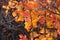 Beautiful tree with bright red and orange leaves. Brunches of wild European smoketree, Cotinus bush. Nature wallpaper.
