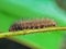 beautiful tree caterpillar hair