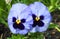Beautiful tree colour Garden Pansy flowers close up.