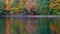 A beautiful tree with a dark trunk and orange autumn leaves and a picturesque lake with ducks