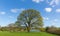 Beautiful tree in English field with blue sky and cloud