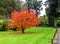 A beautiful tree with falling colourful red and orange leaves during autumn season in Benmore Botanic Garden, Scotland